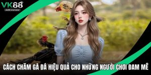 Cách Chăm Gà Đá Hiệu Quả Cho Những Người Chơi Đam Mê
