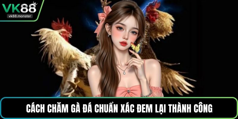 Cách chăm gà đá chuẩn xác đem lại thành công