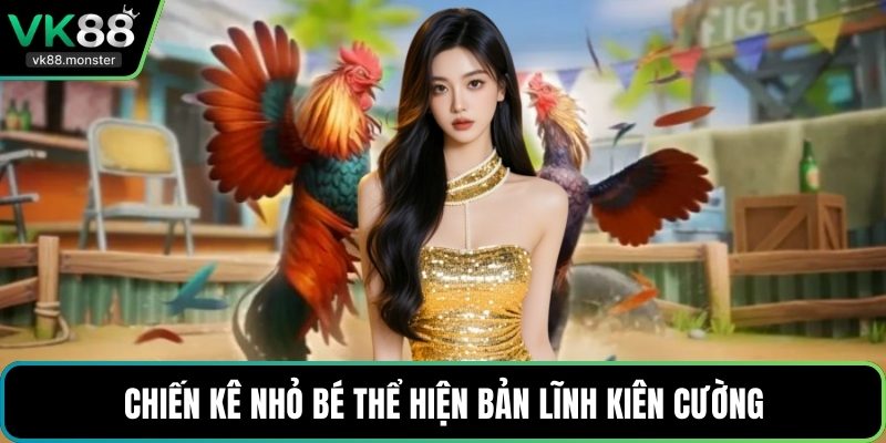 Chiến kê nhỏ bé thể hiện bản lĩnh kiên cường