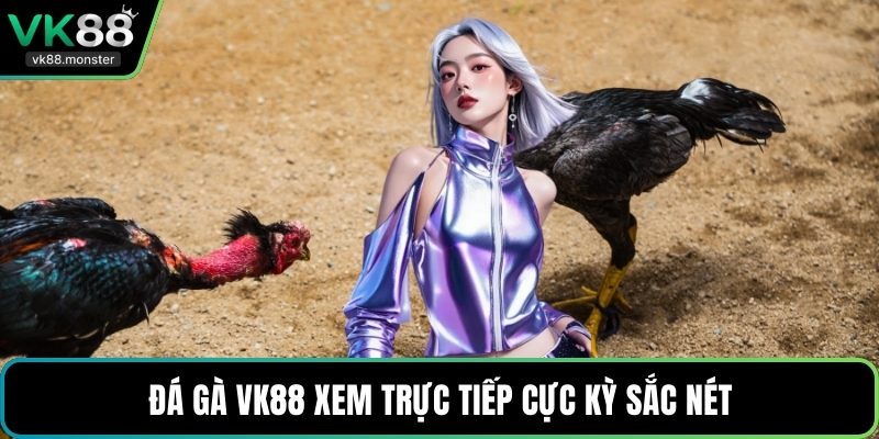 Đá gà VK88 xem trực tiếp cực kỳ sắc nét