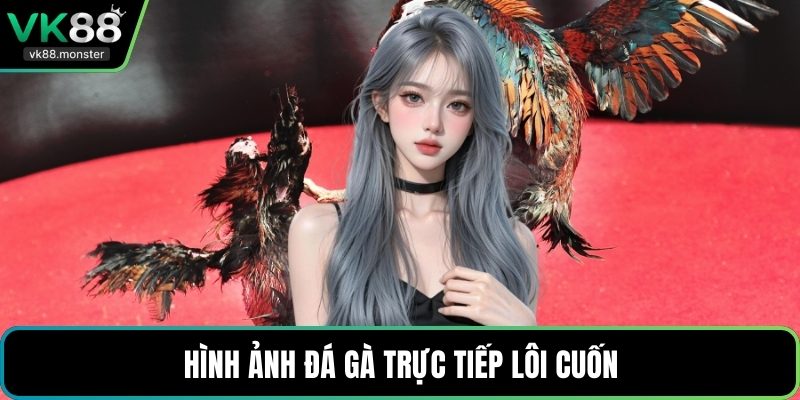 Hình ảnh đá gà trực tiếp lôi cuốn
